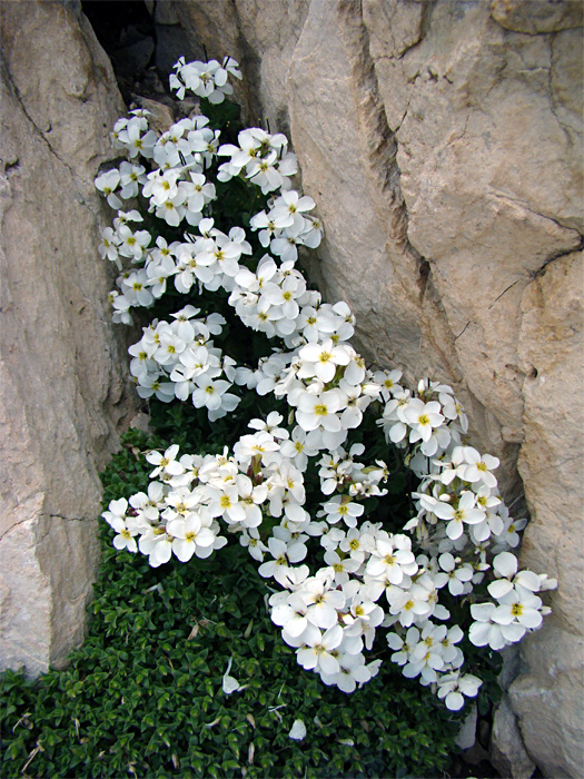 Pianta del Gran Sasso - Arabis alpina sl.